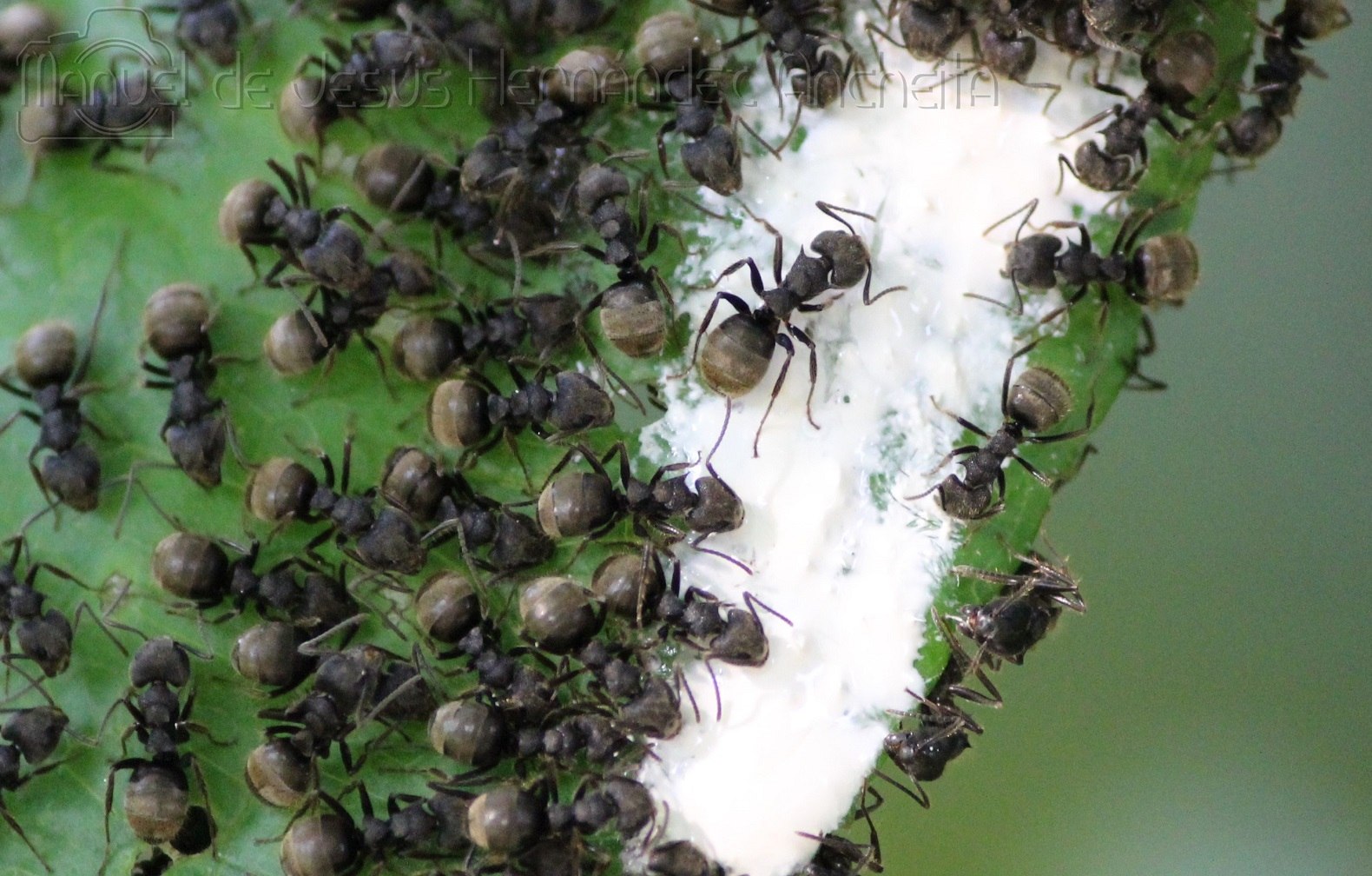 Dolichoderus bispinosus