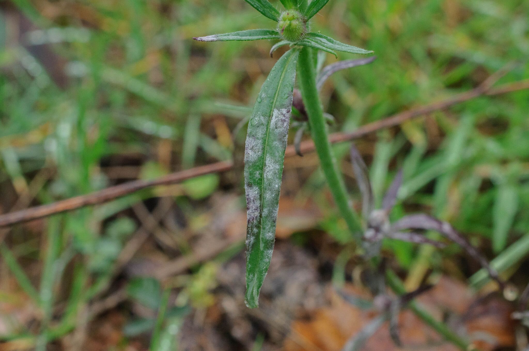 Golovinomyces orontii