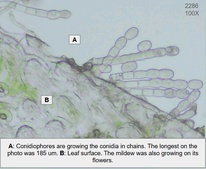 Golovinomyces orontii