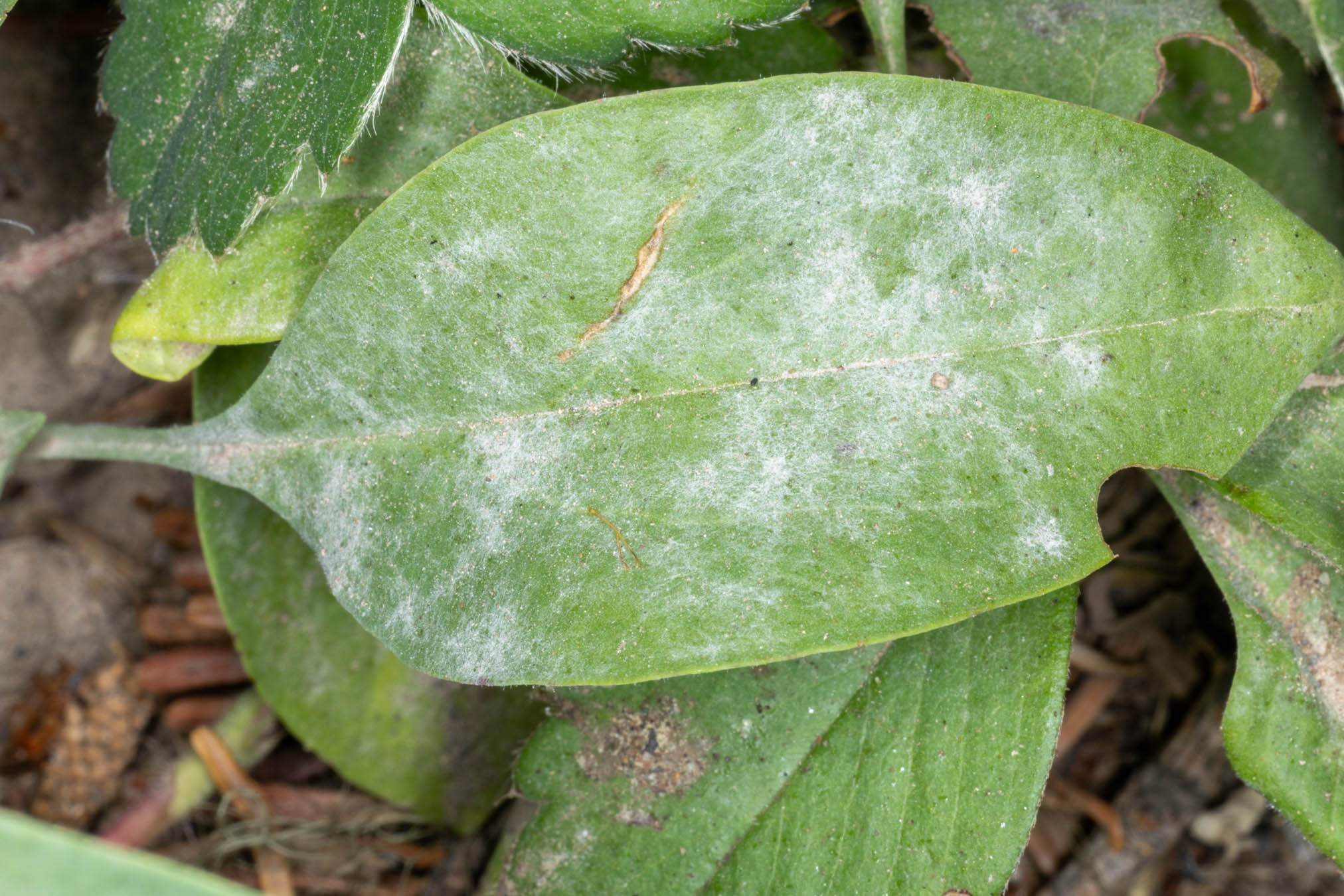 Golovinomyces orontii