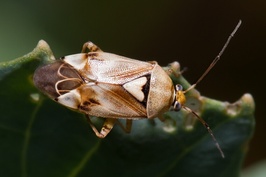 Lygus pratensis
