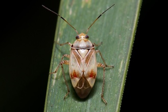 Lygus pratensis