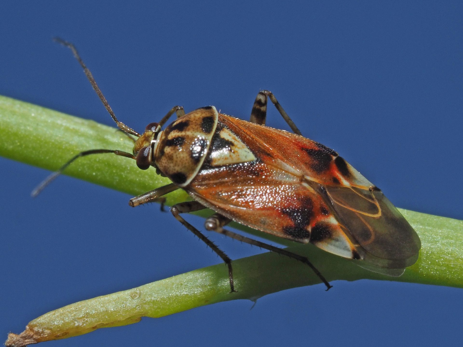 Lygus pratensis