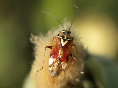 Lygus pratensis