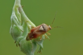 Lygus pratensis
