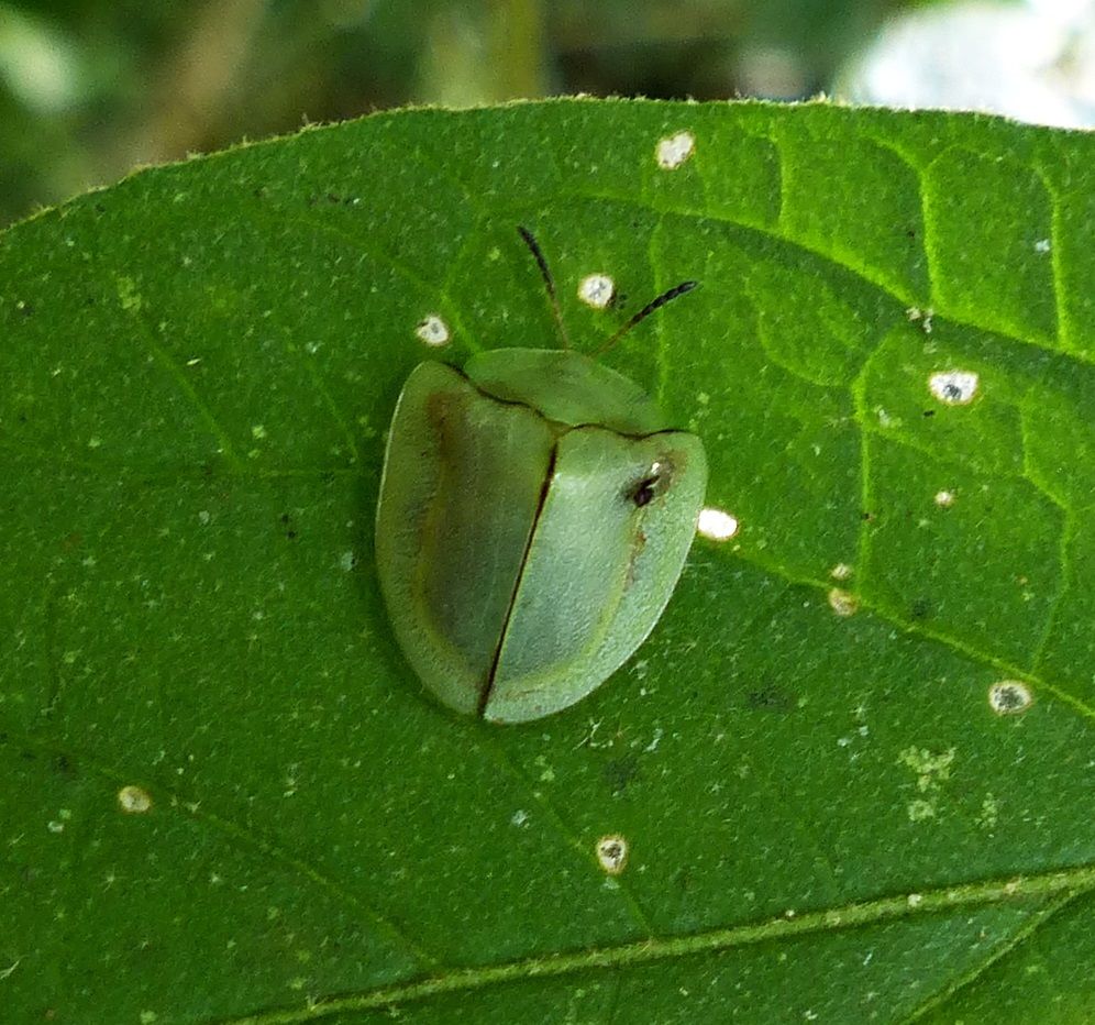 Metriona