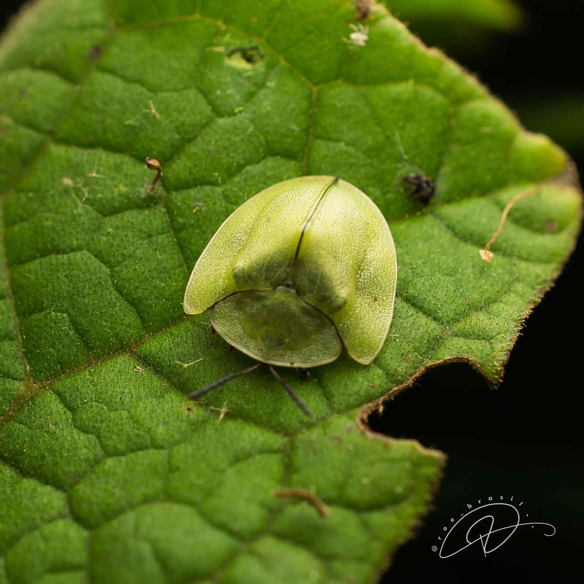 Metriona