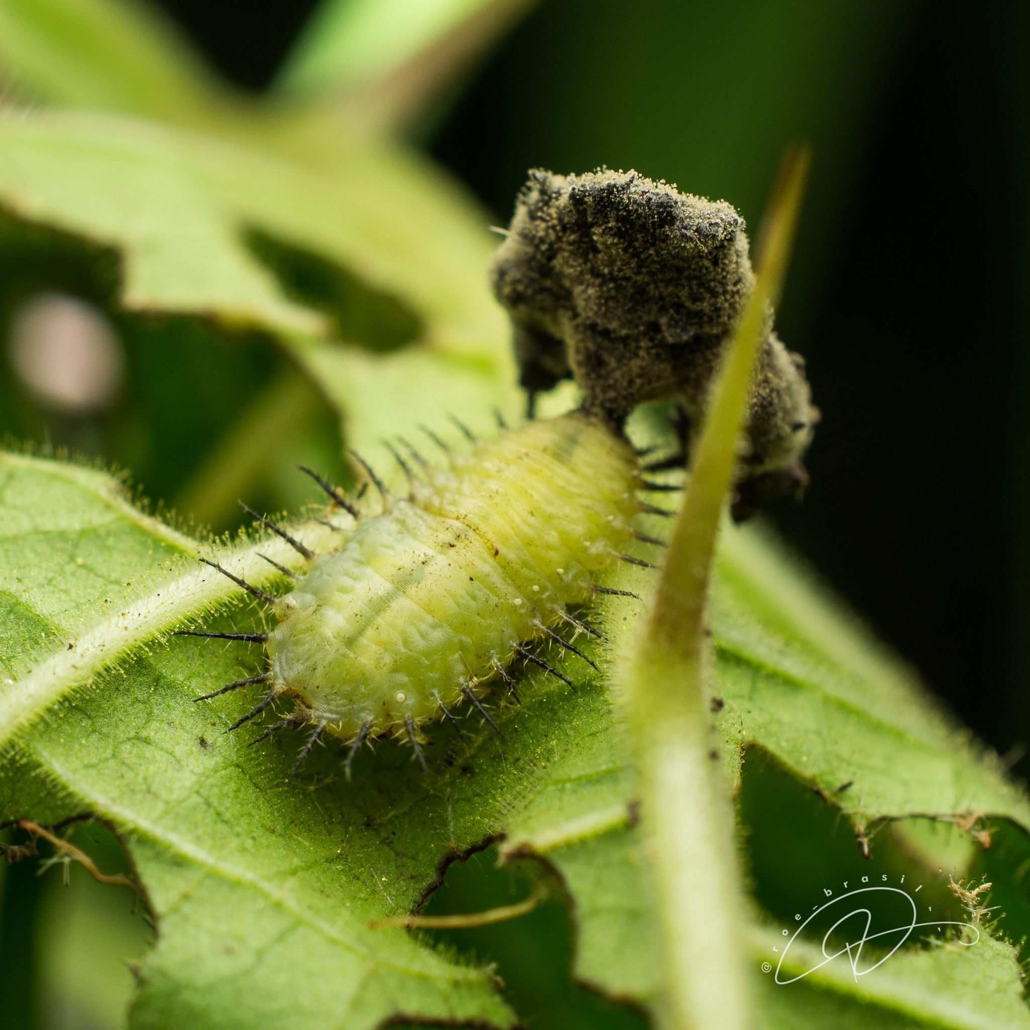 Metriona