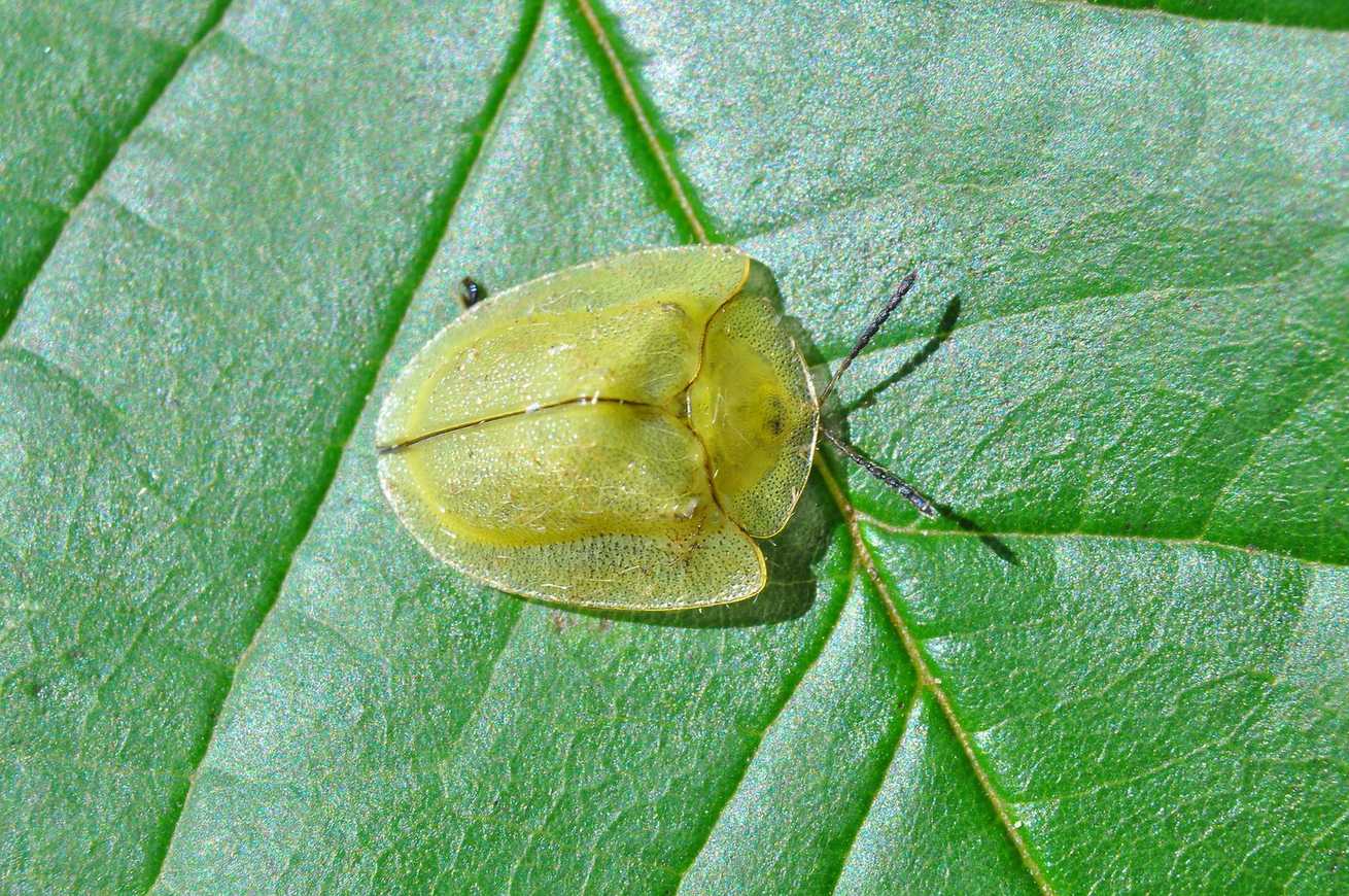 Metriona