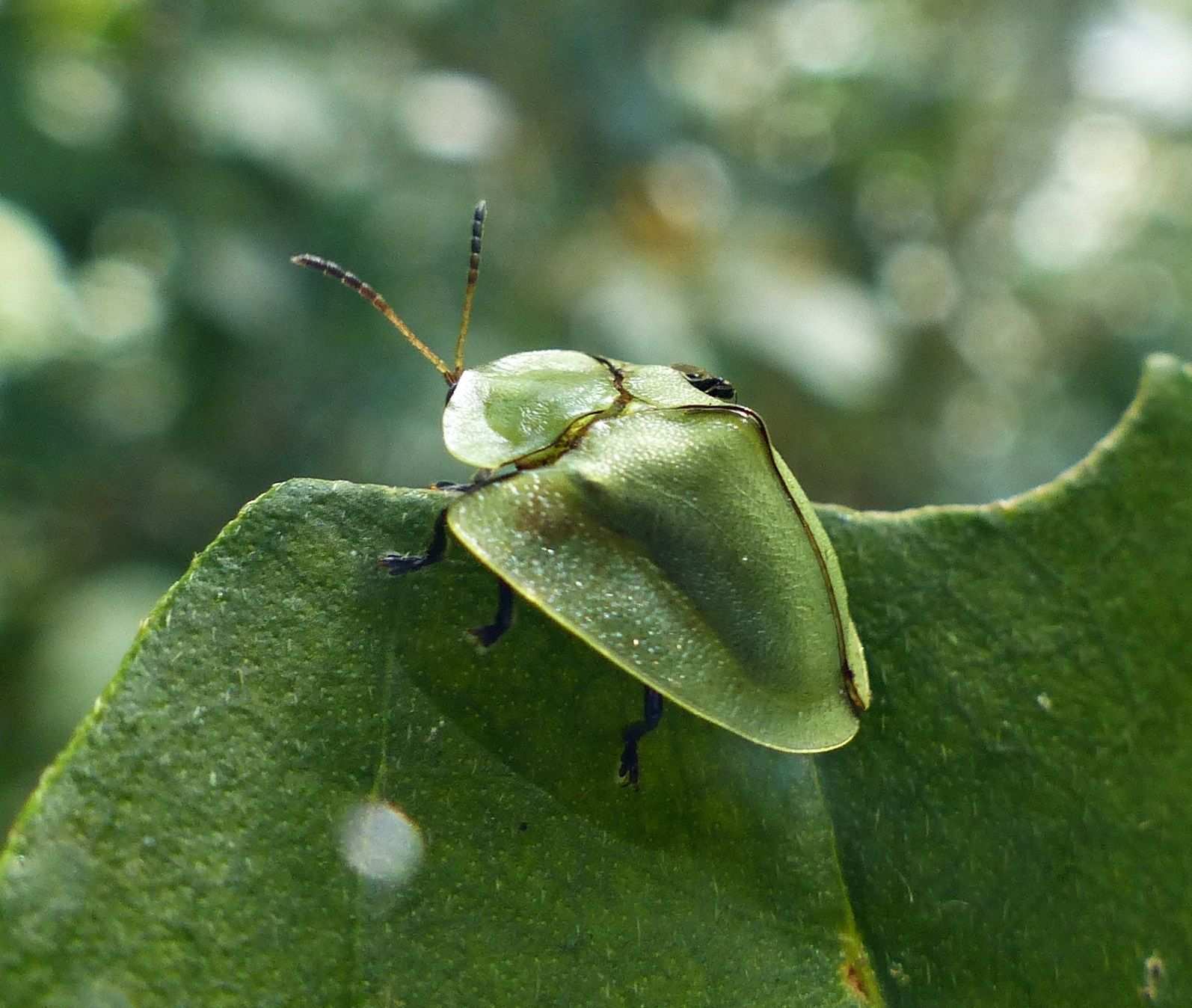 Metriona