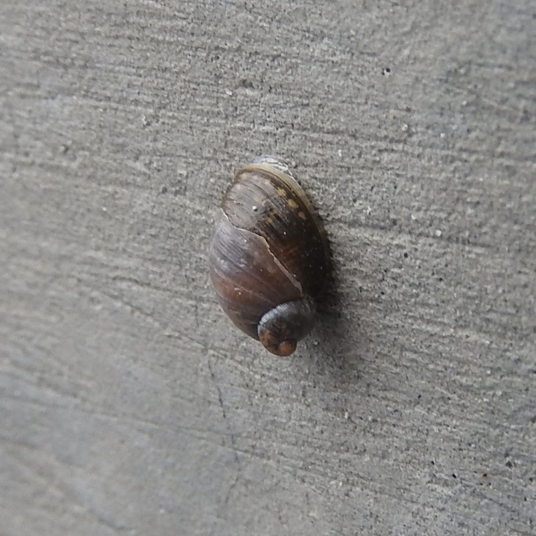 Succinea erythrophana