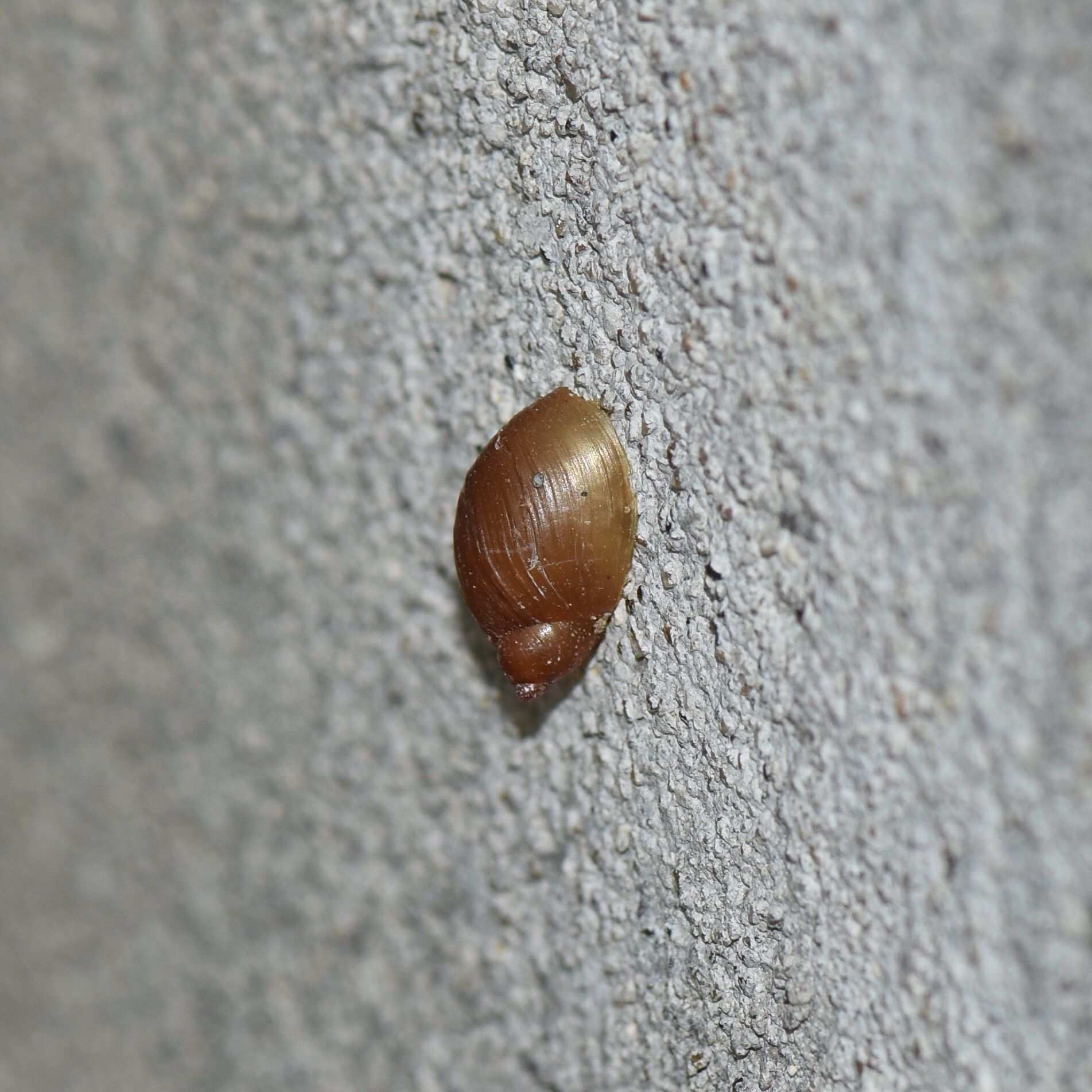Succinea erythrophana