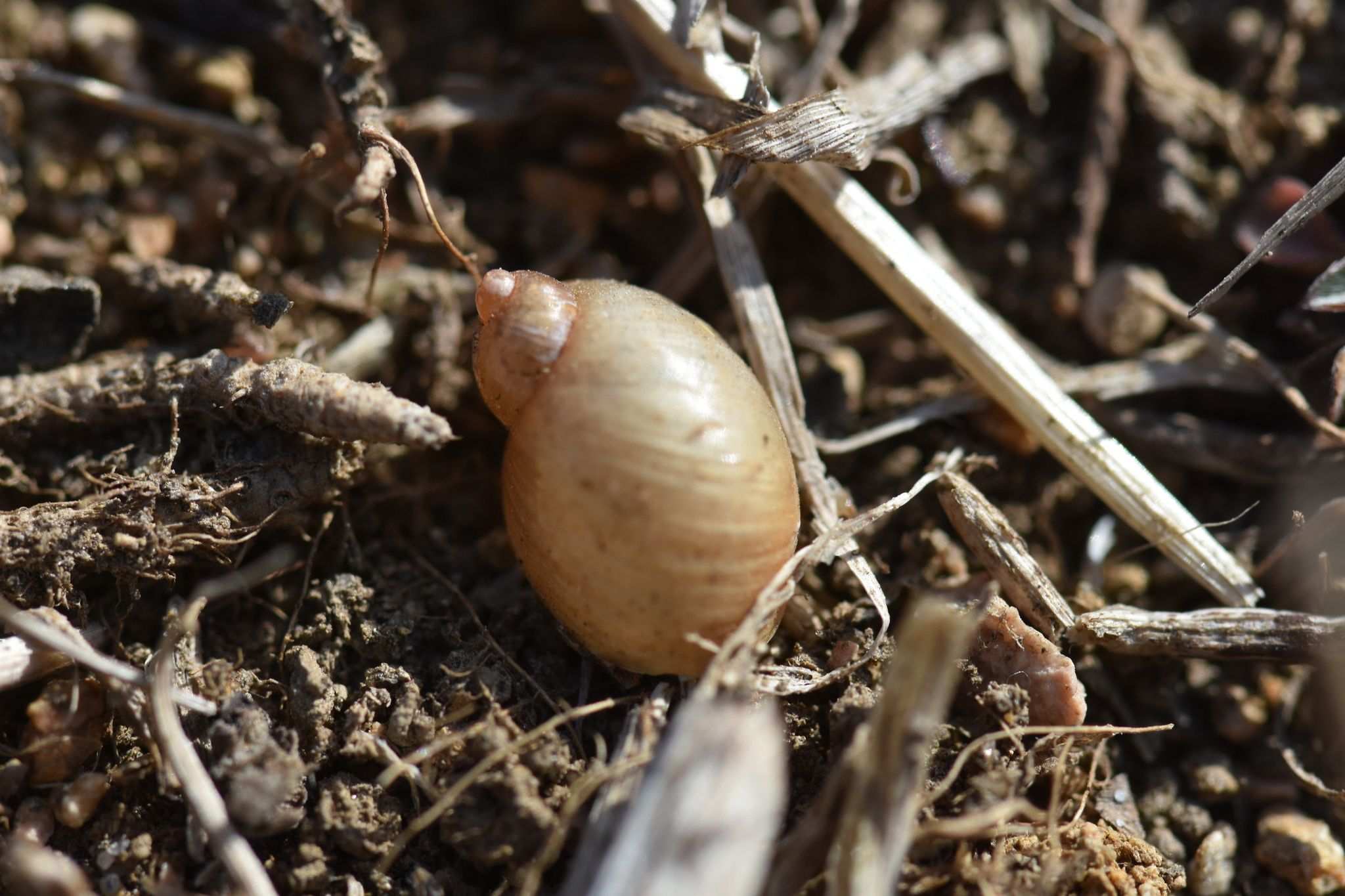 Succinea erythrophana