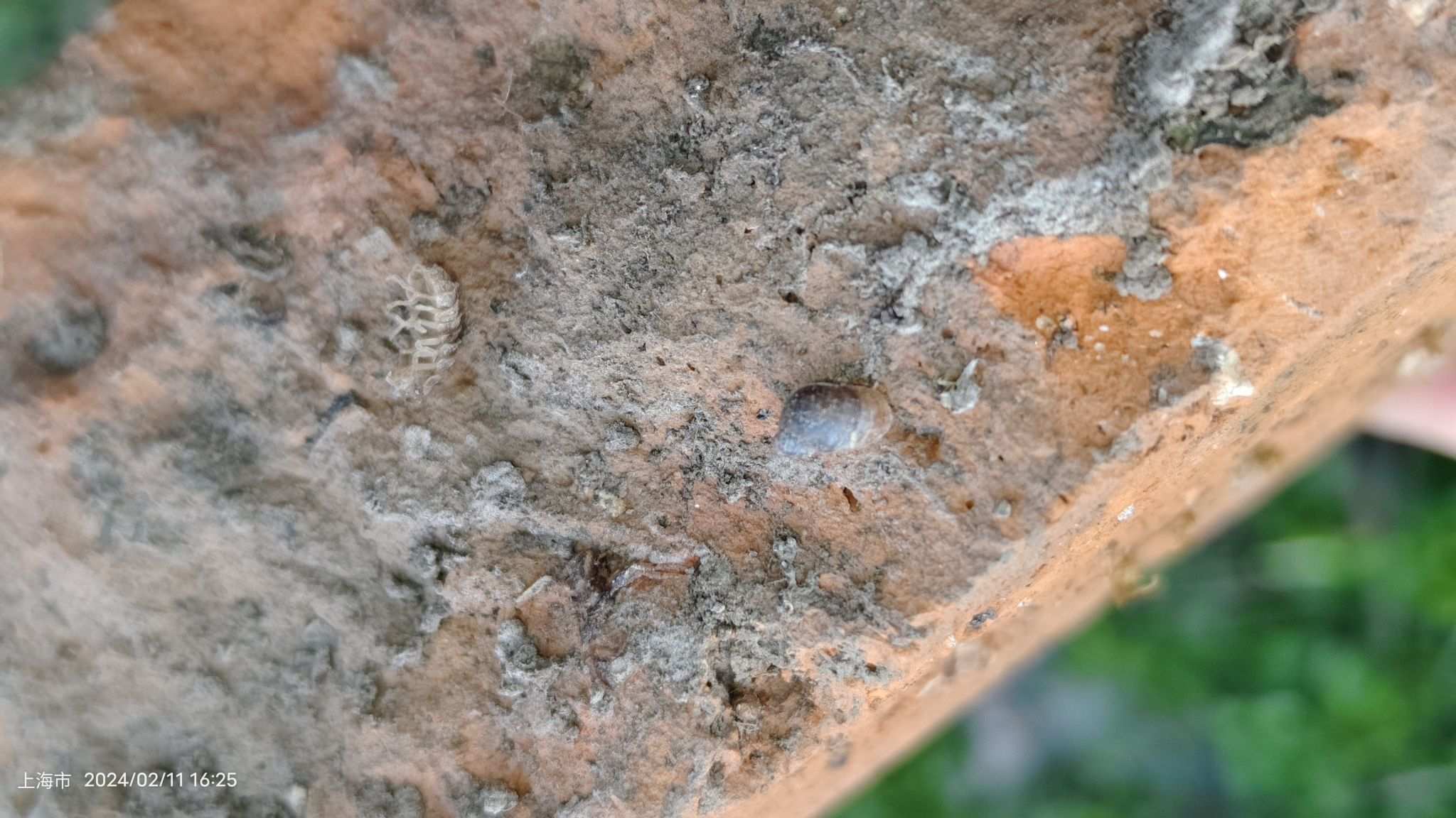 Succinea erythrophana