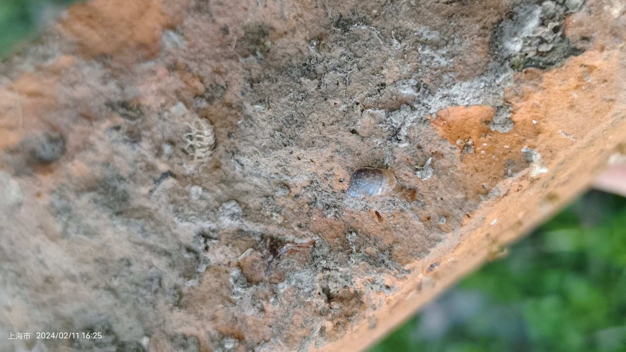 Succinea erythrophana