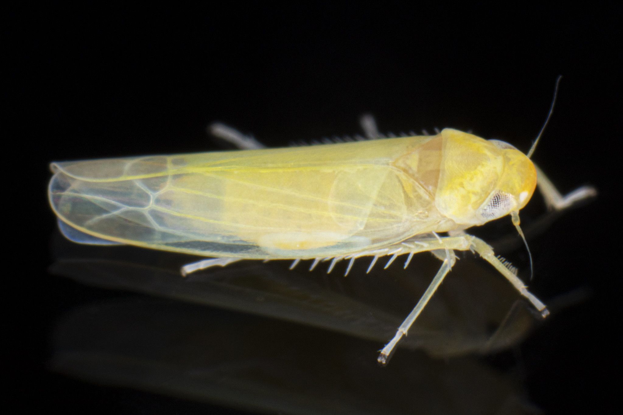 Zonocyba pomaria
