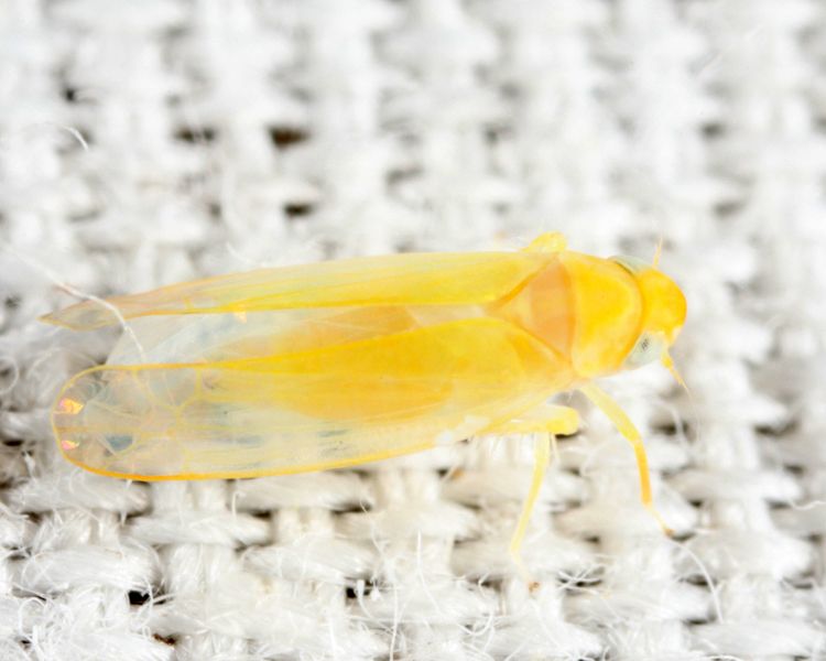 Zonocyba pomaria