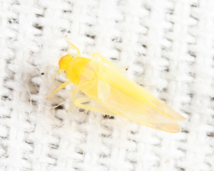Zonocyba pomaria