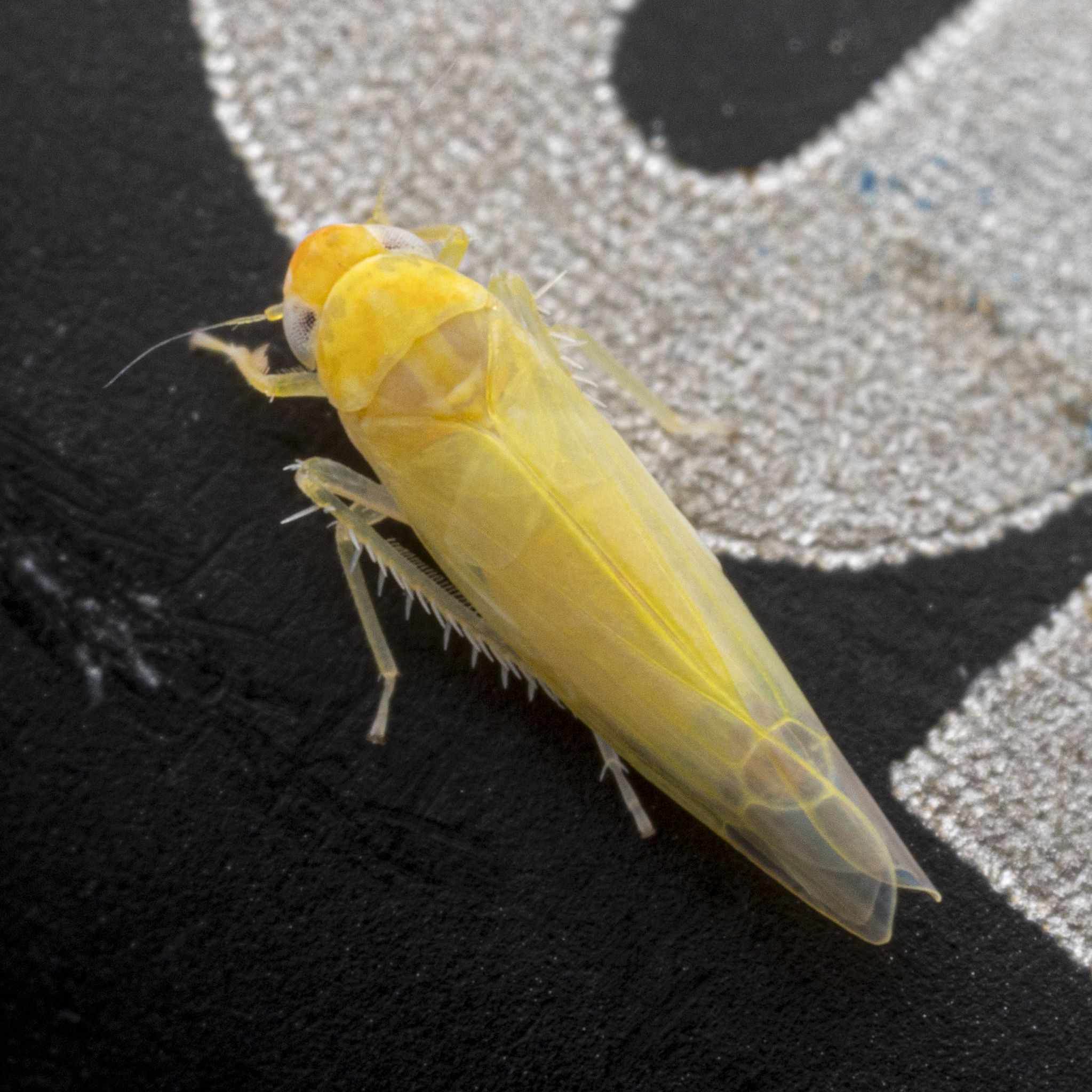 Zonocyba pomaria