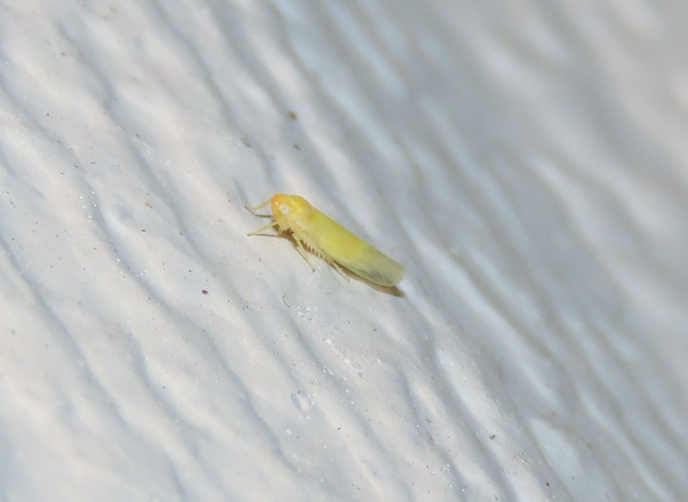 Zonocyba pomaria