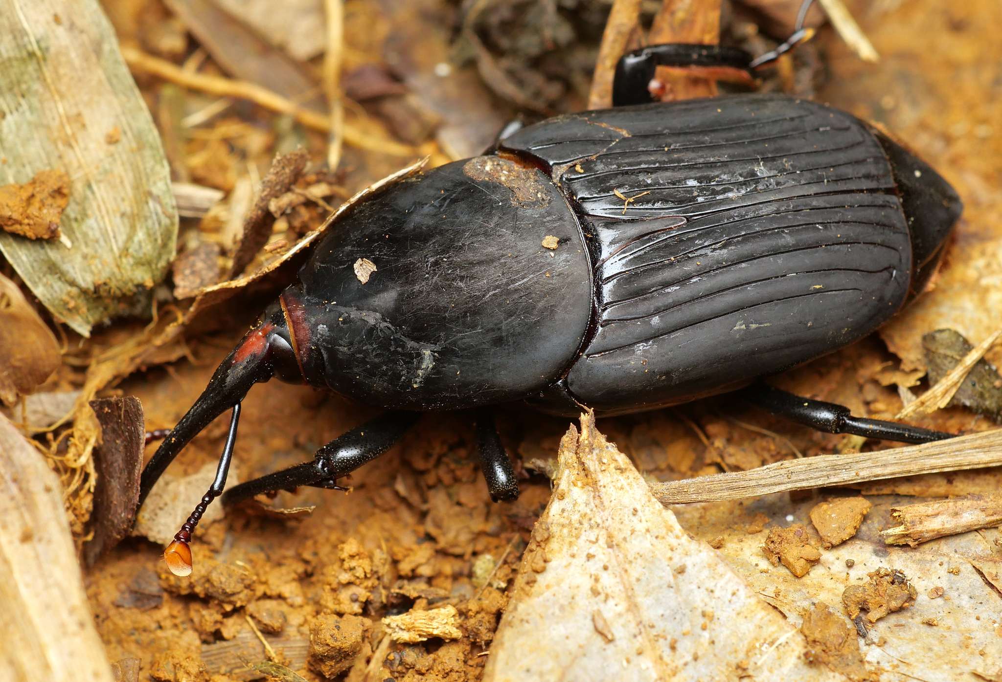Rhynchophorus bilineatus