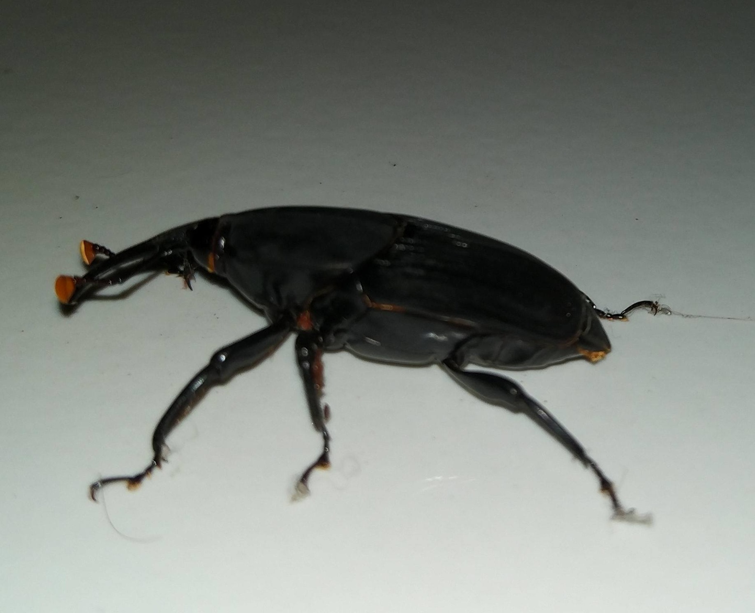 Rhynchophorus bilineatus