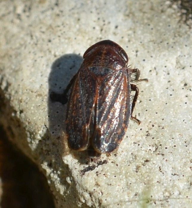 Goniagnathus