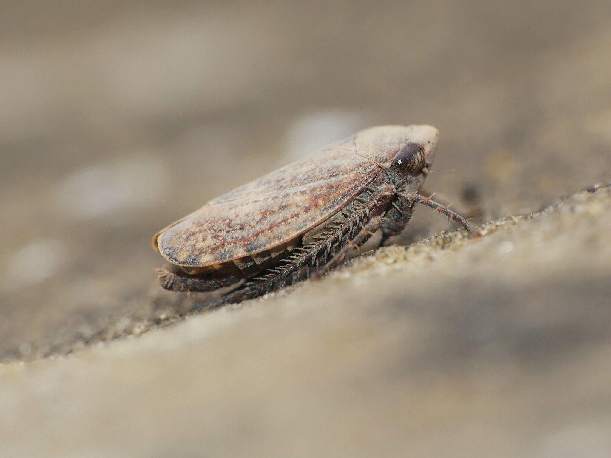 Goniagnathus
