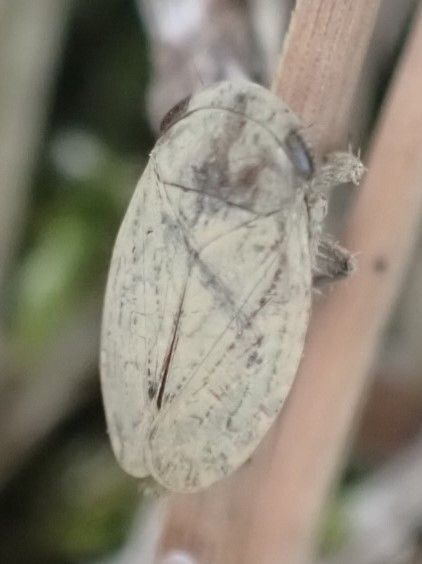 Goniagnathus