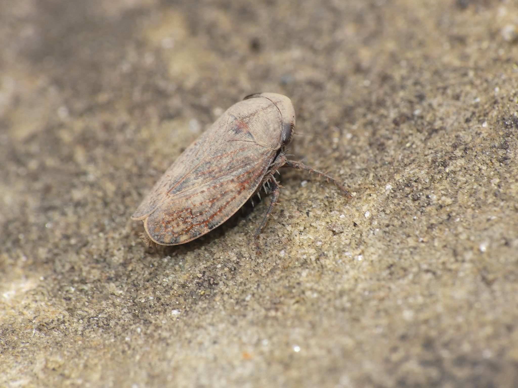 Goniagnathus