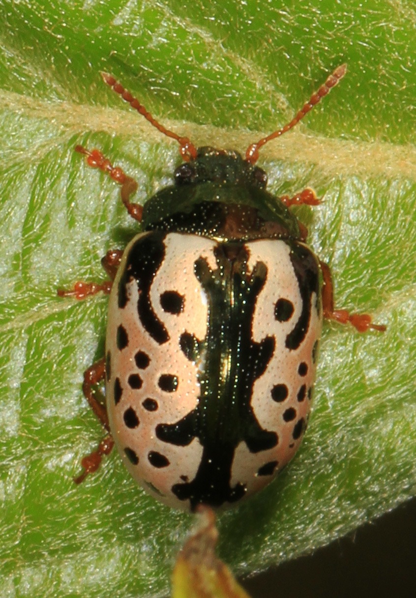 Calligrapha scalaris