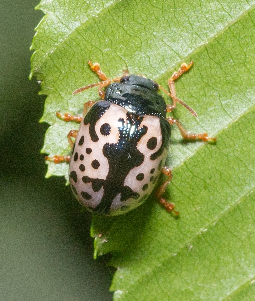 Calligrapha scalaris