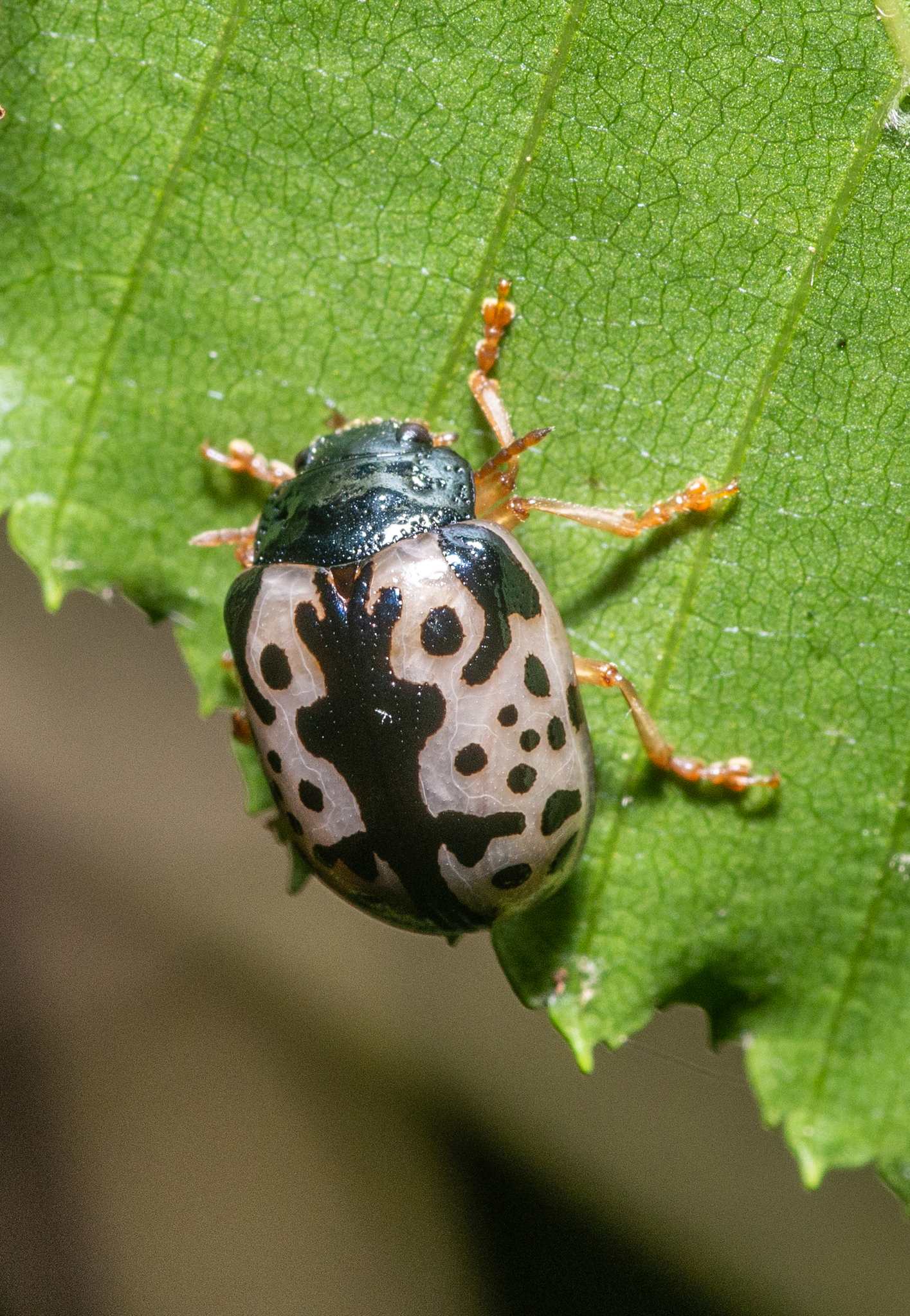 Calligrapha scalaris