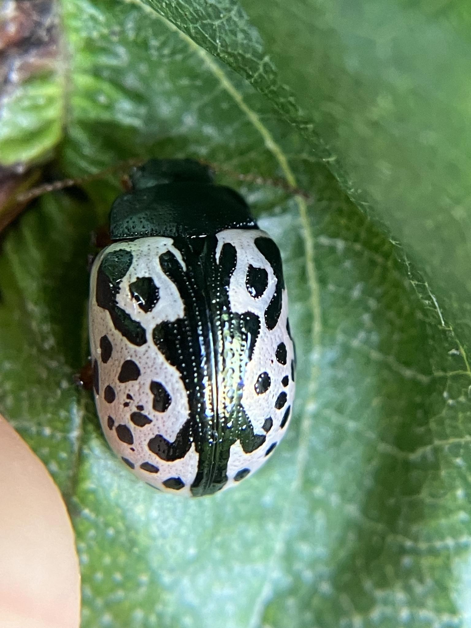 Calligrapha scalaris