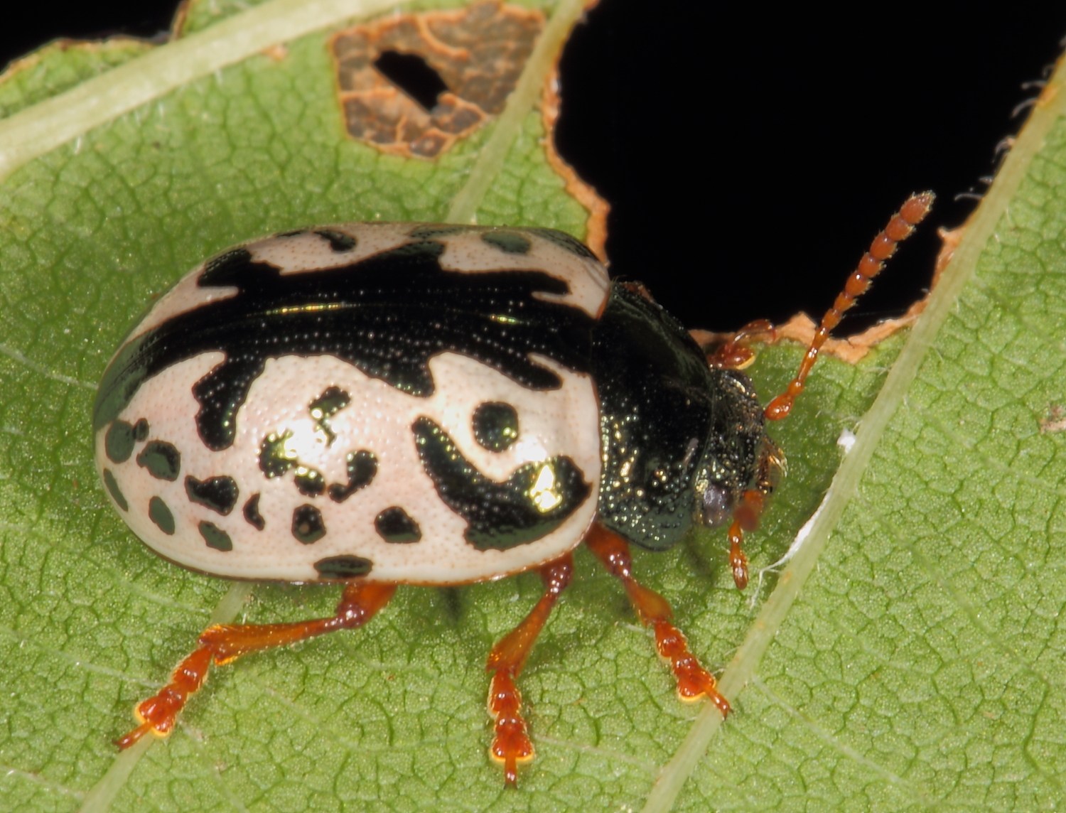 Calligrapha scalaris