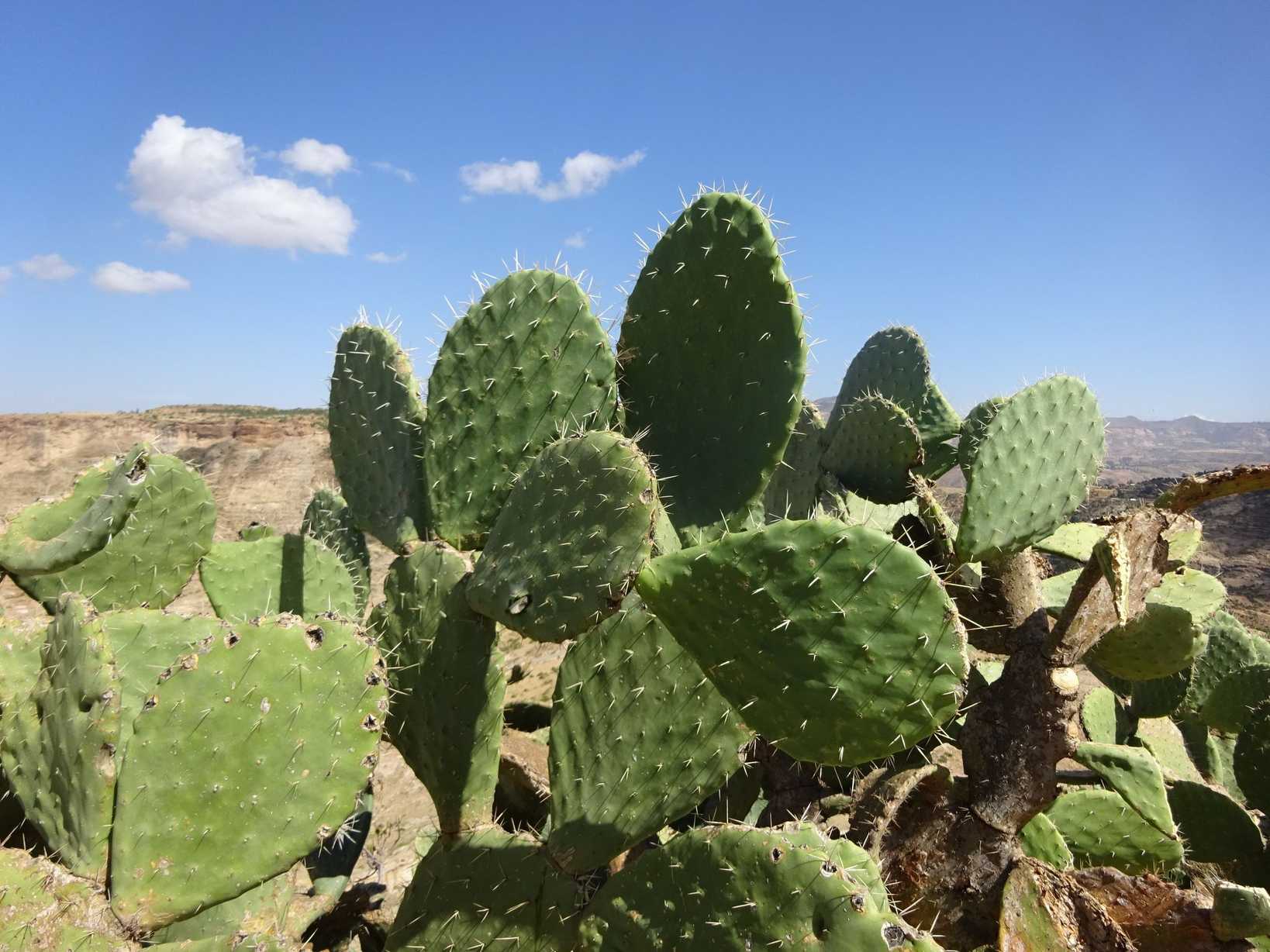 Opuntia megacantha