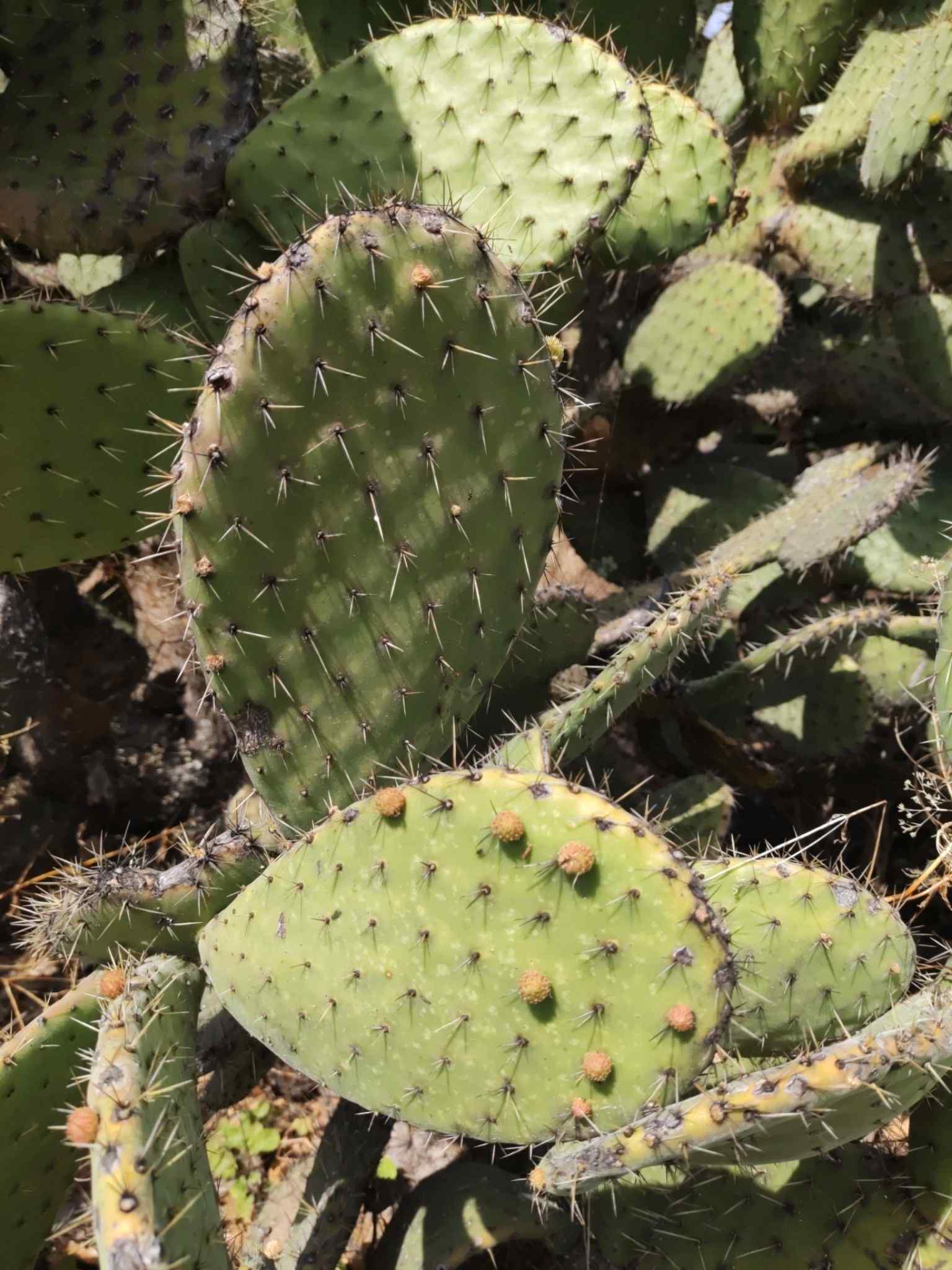 Opuntia megacantha