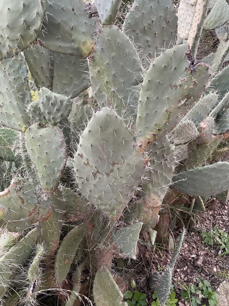 Opuntia megacantha