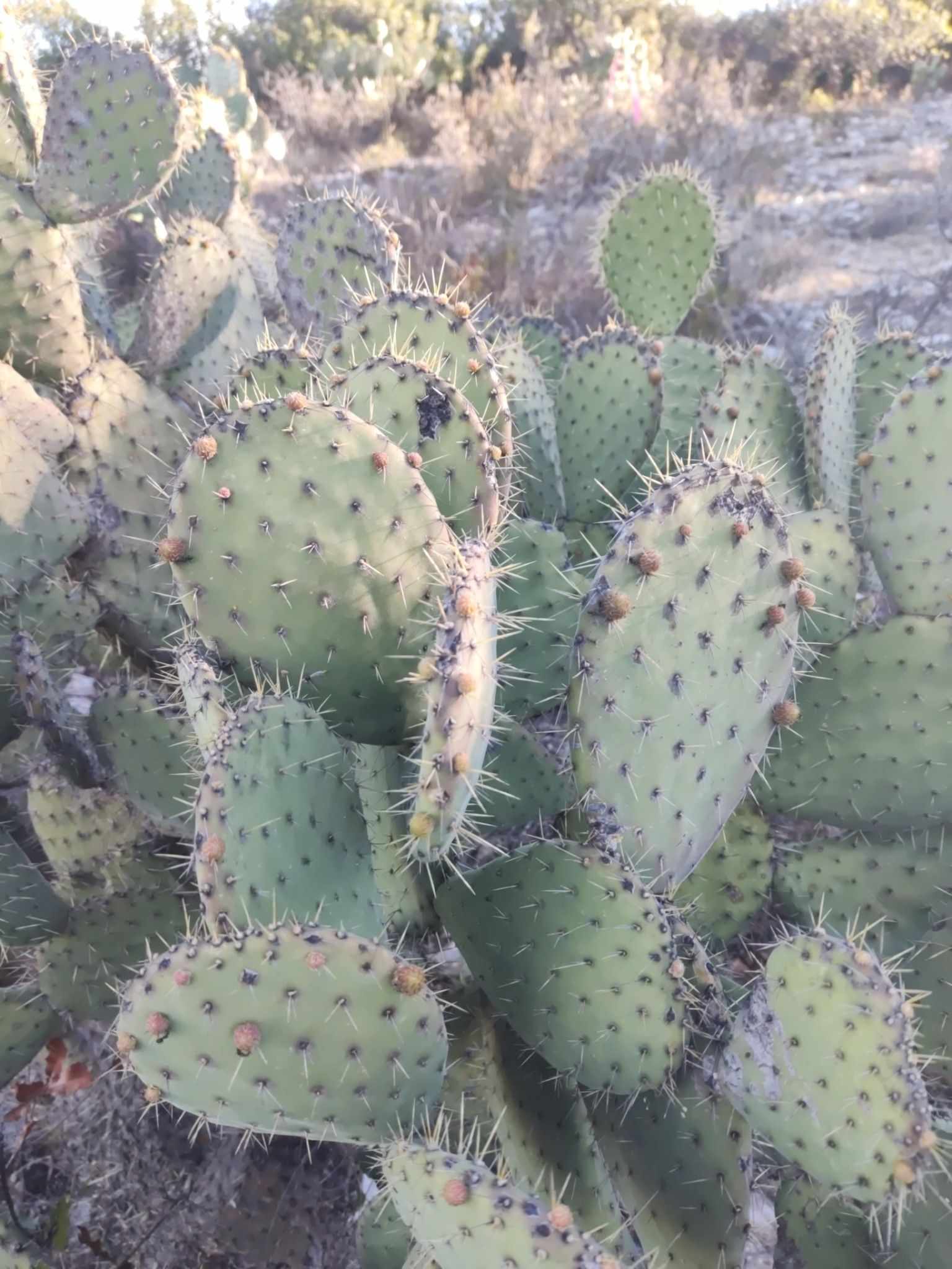 Opuntia megacantha