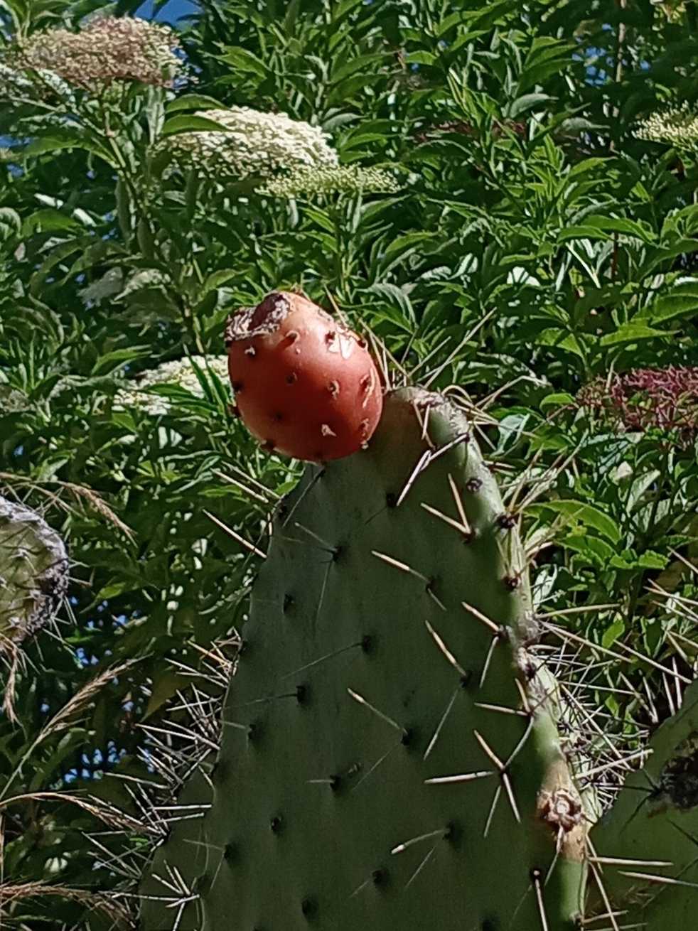 Opuntia megacantha