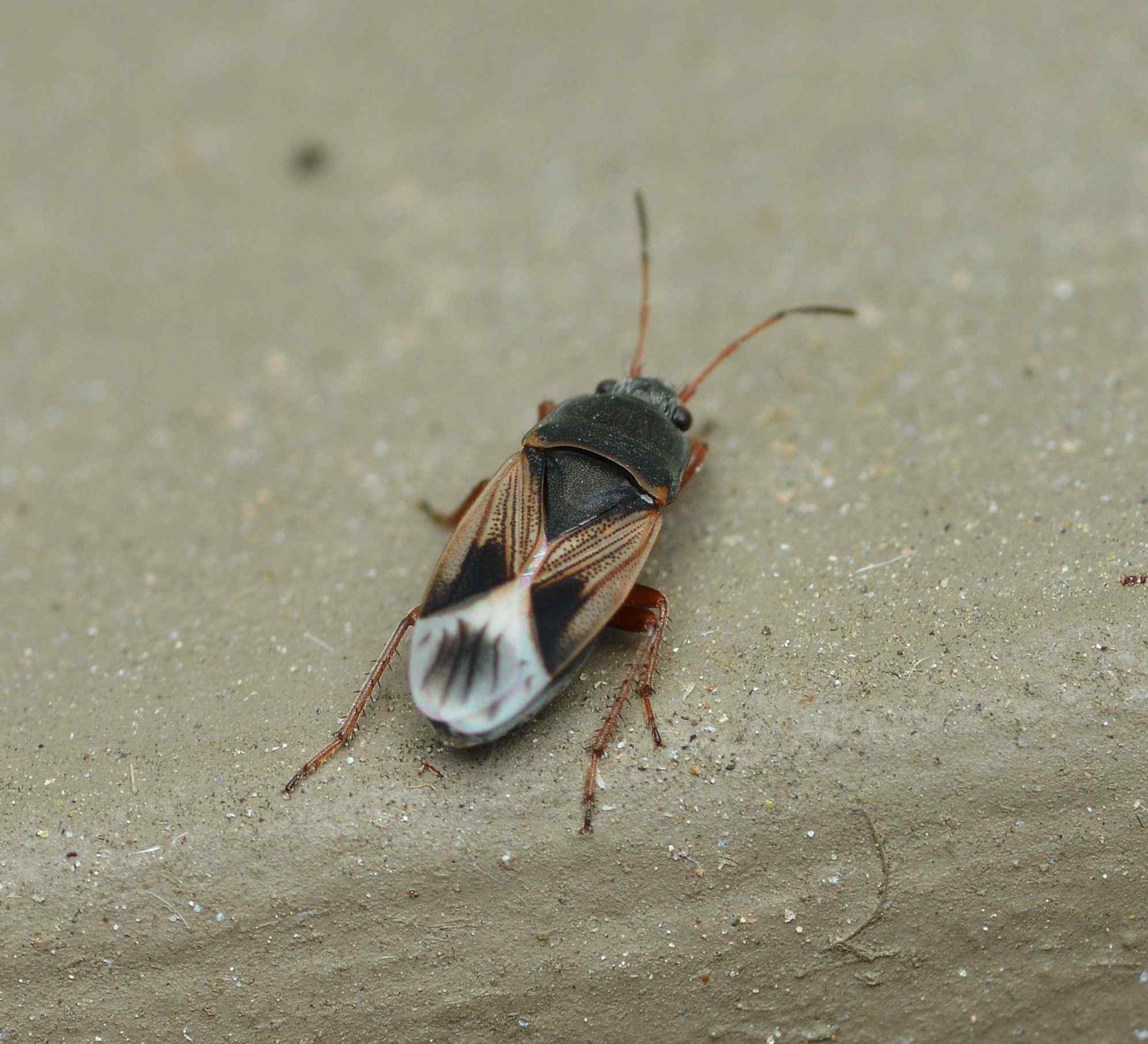Malezonotus