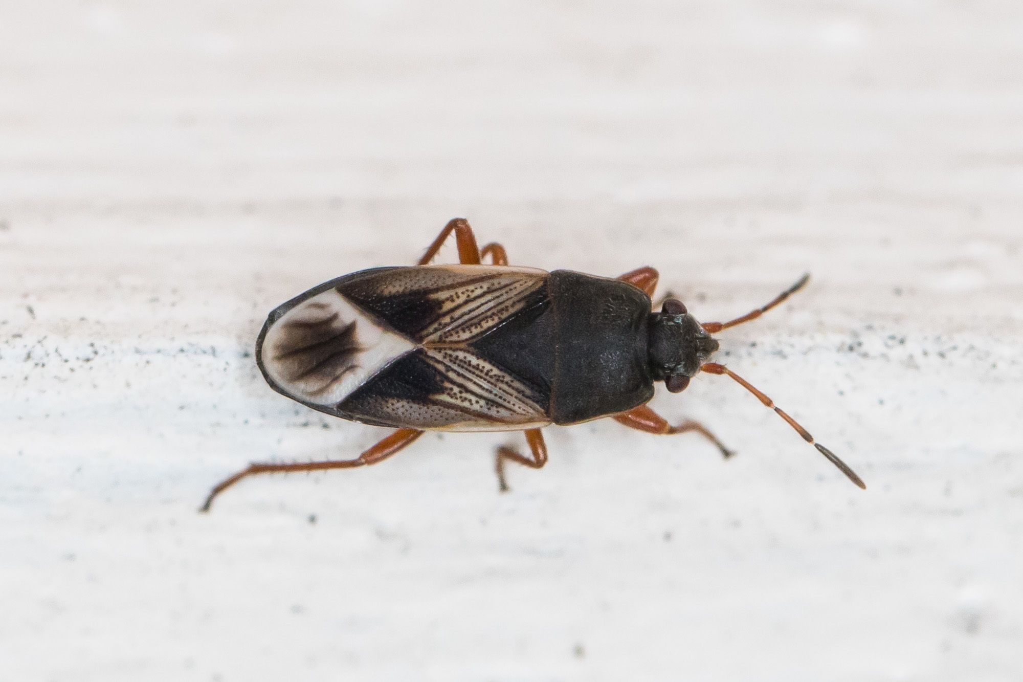 Malezonotus