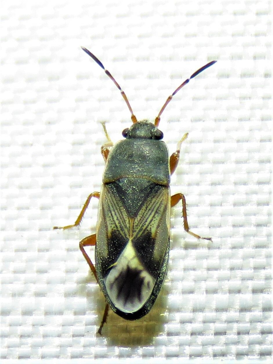 Malezonotus