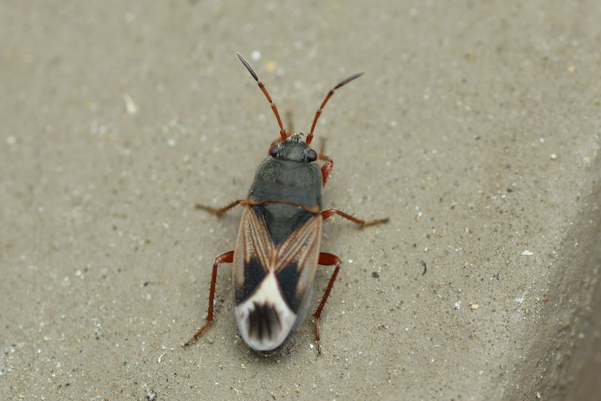 Malezonotus