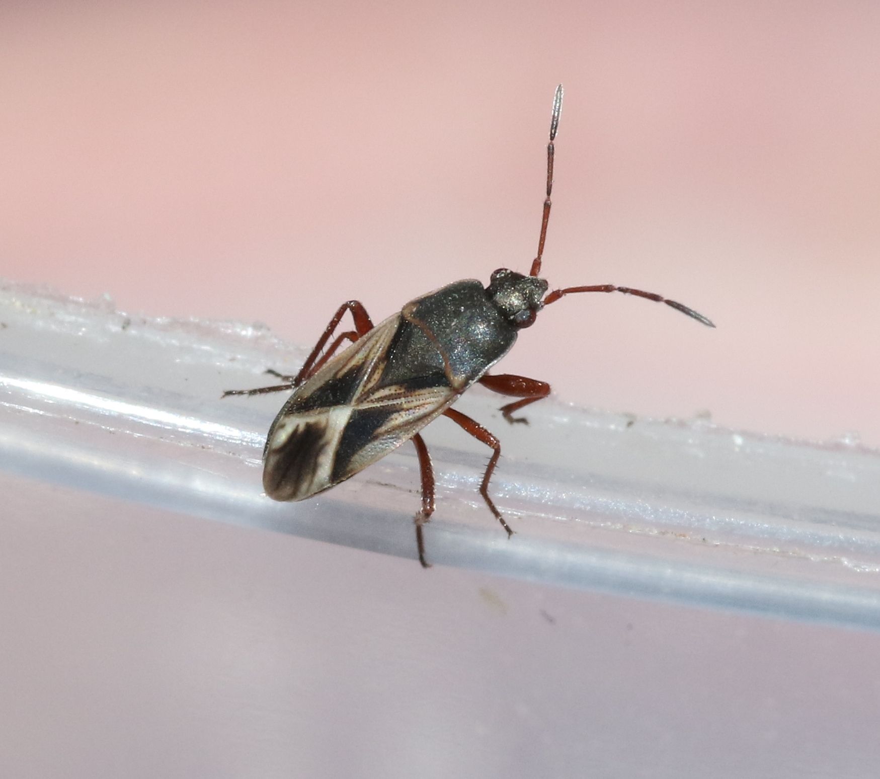 Malezonotus