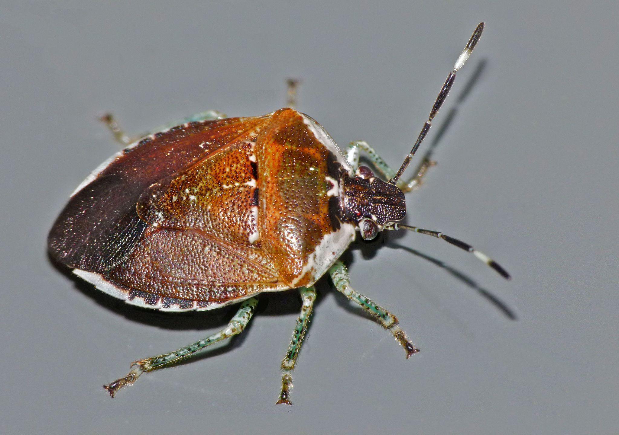 Monteithiella humeralis