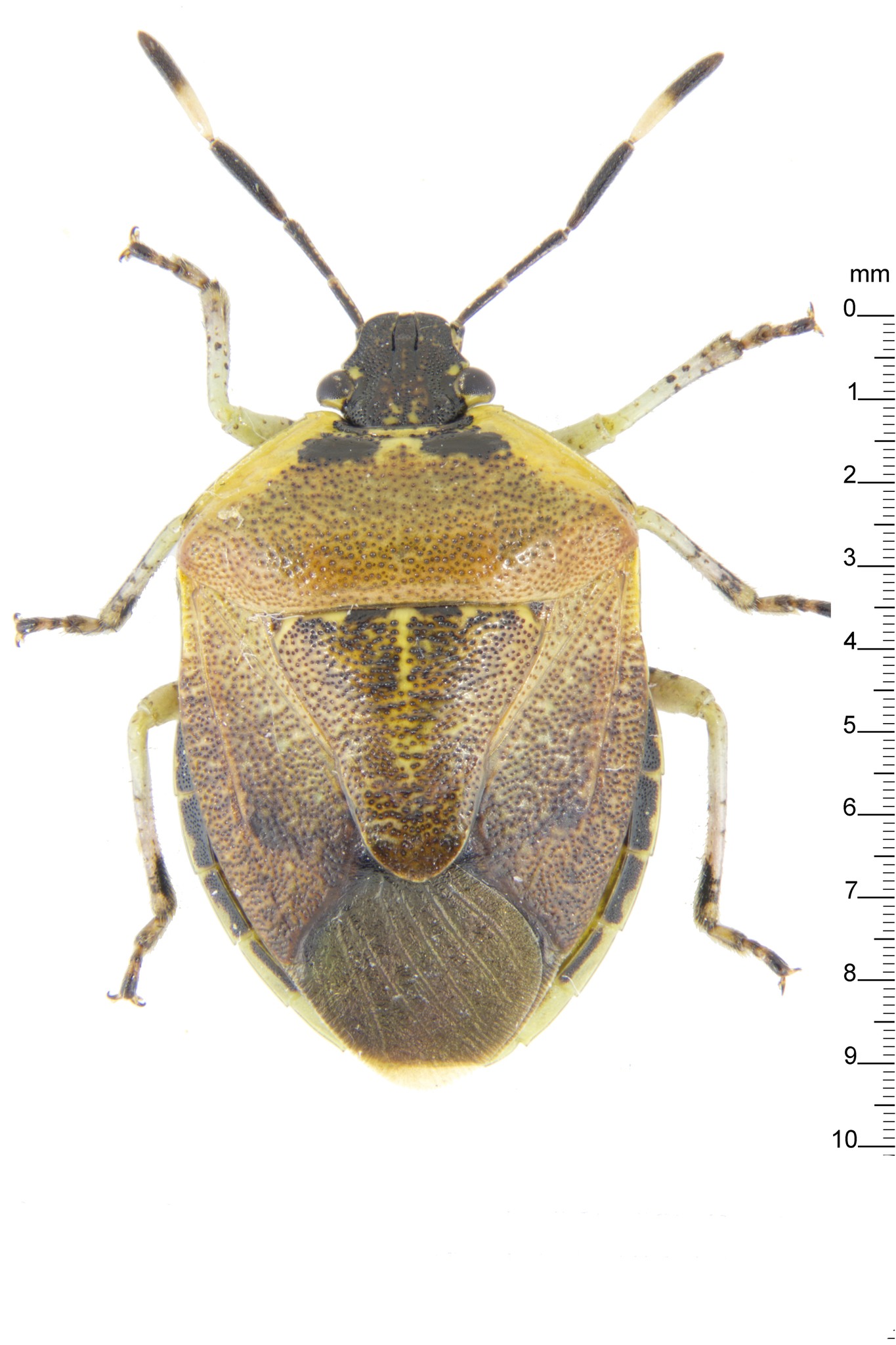 Monteithiella humeralis