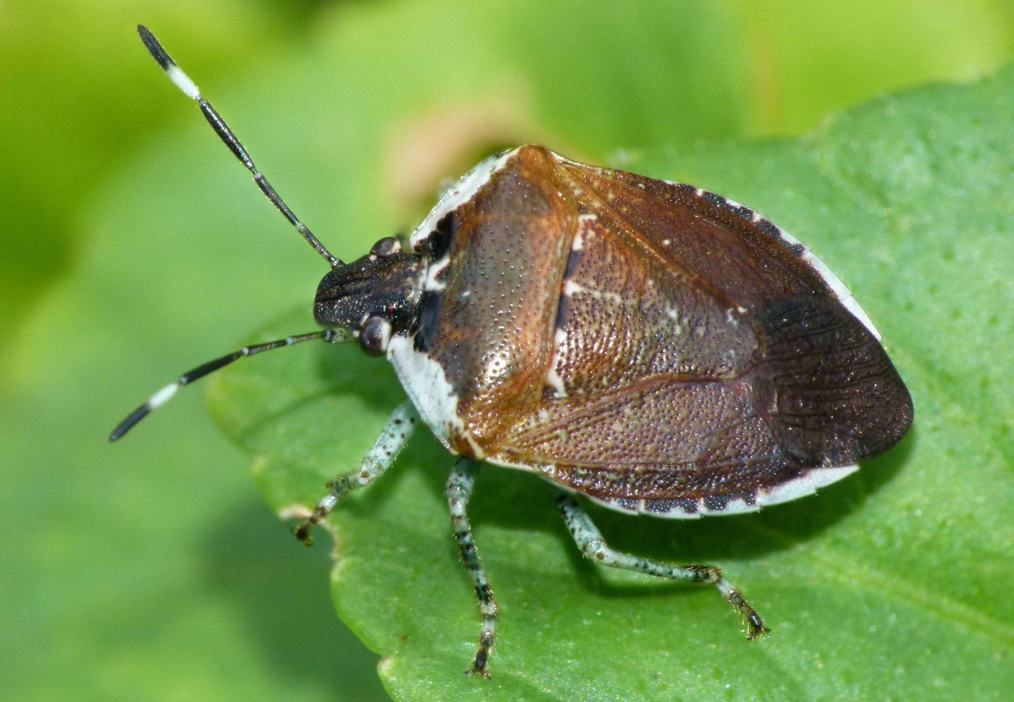 Monteithiella humeralis