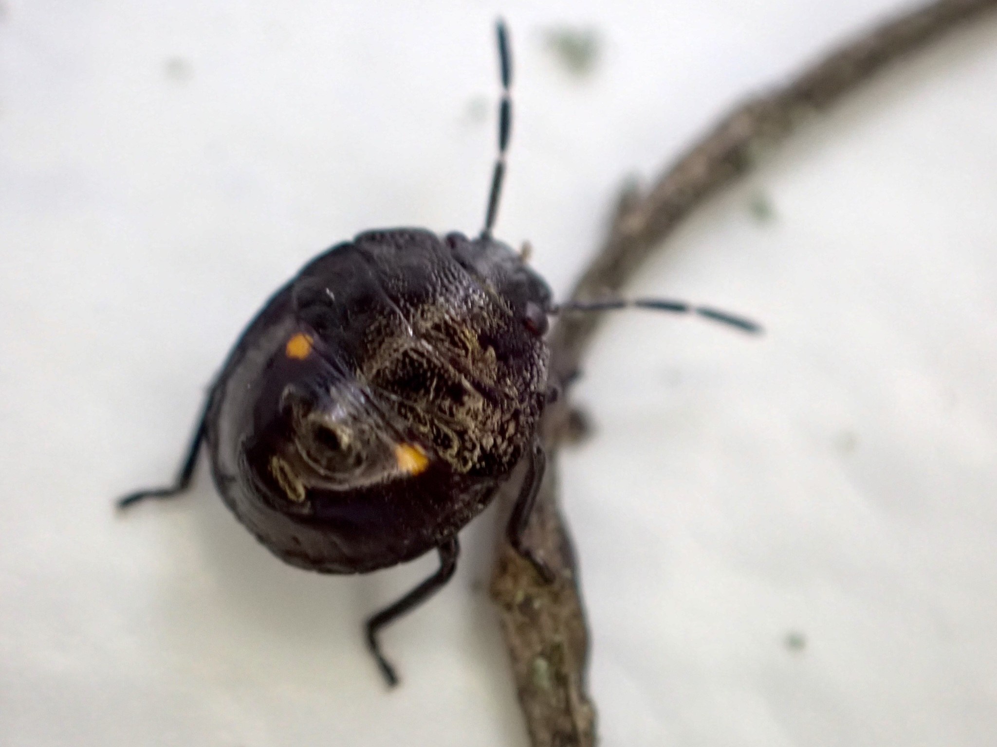 Monteithiella humeralis