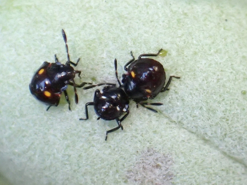 Monteithiella humeralis
